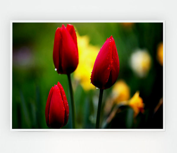 Three Red Tulips Print Poster Wall Art