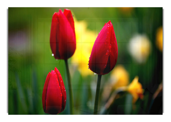 Drei rote Tulpen