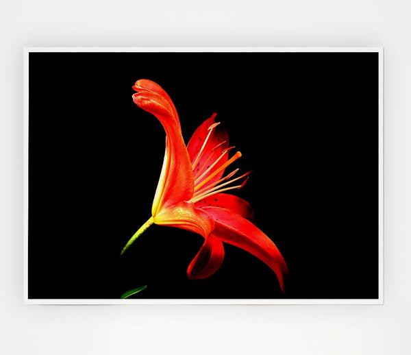 Flower In Space Print Poster Wall Art