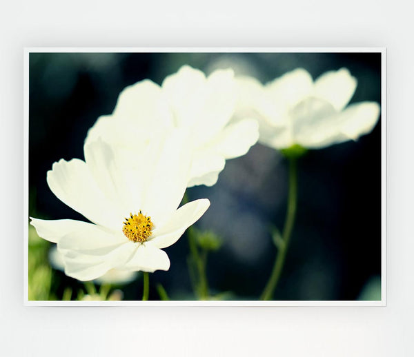 Beautiful Soft White Petals Print Poster Wall Art