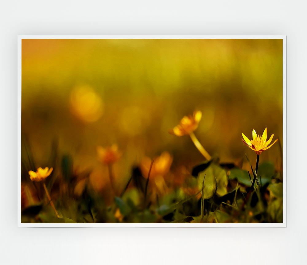 Yellow Flowers In The Golden Sun Print Poster Wall Art