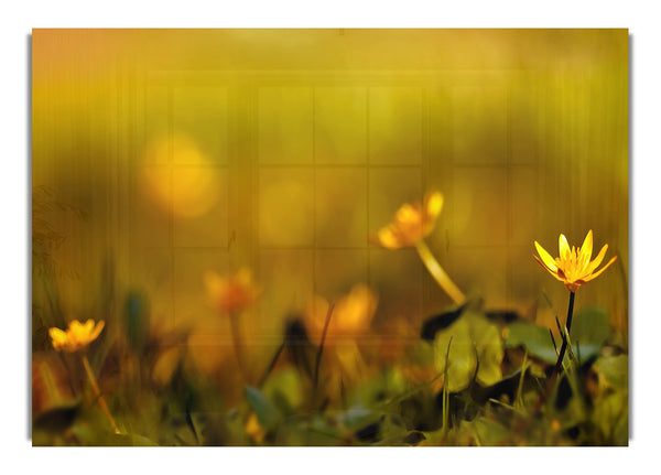 Yellow Flowers Background