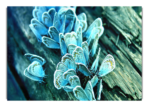 Blue Butterflies