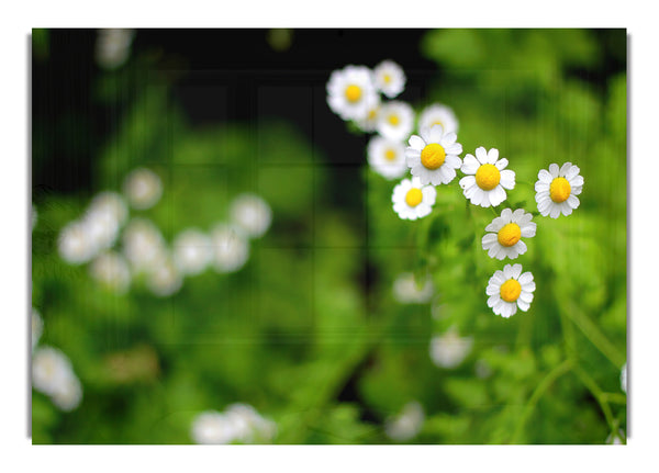 Floral Flowers