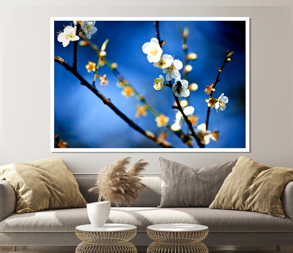 Bee On White Flowers Print Poster Wall Art