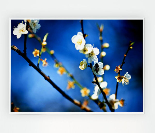 Bee On White Flowers Print Poster Wall Art