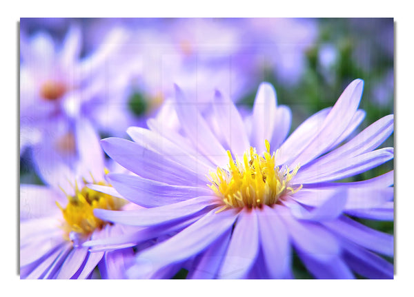 Pretty Violett Flowers