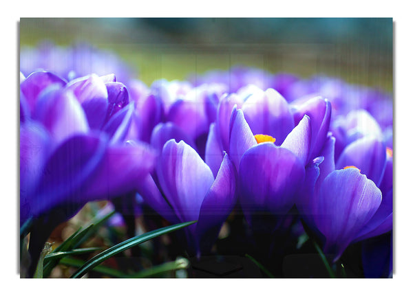 Crocus Flowers