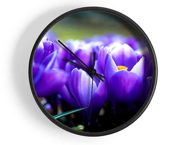 Purple Crocus Garden Clock - Wallart-Direct UK