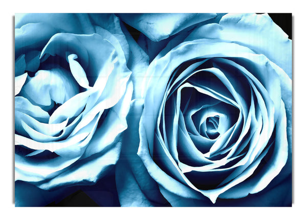 Blue Roses