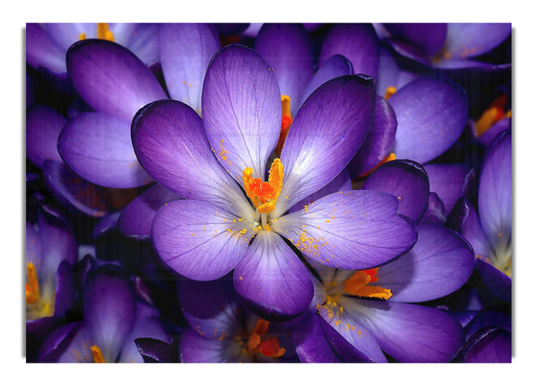 Autumn Purple Crocus