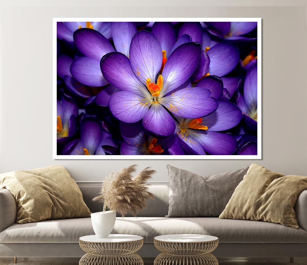 Autumn Purple Crocus Print Poster Wall Art