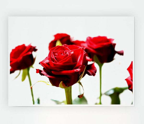 Long Stem Red Roses Print Poster Wall Art