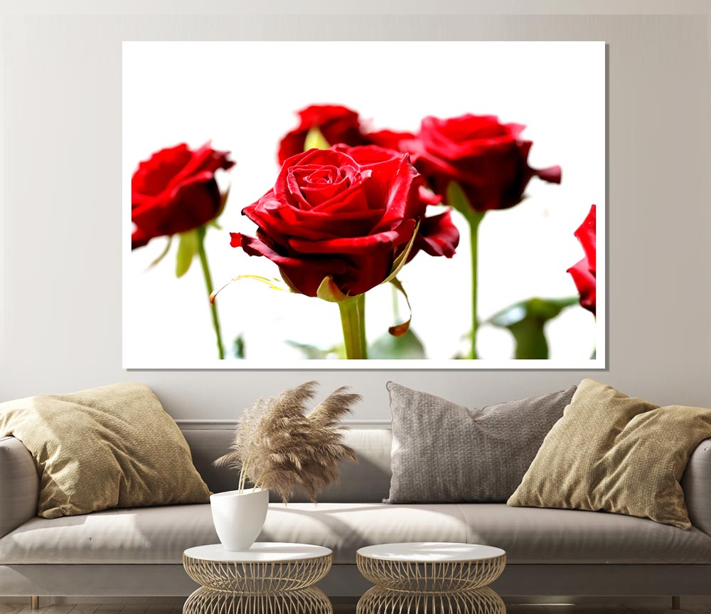 Long Stem Red Roses Print Poster Wall Art