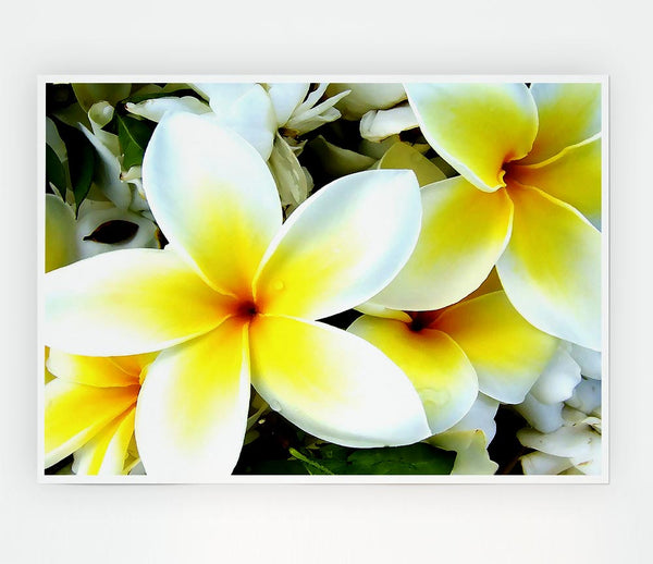 White Yellow Flowers Print Poster Wall Art