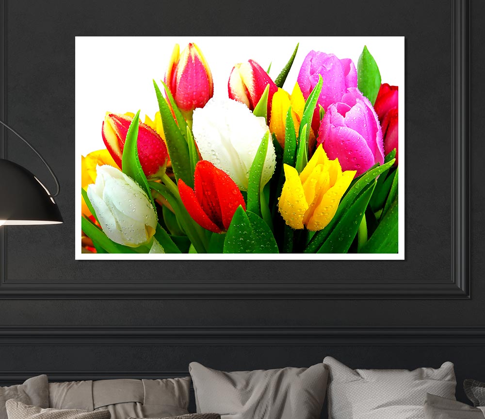 Fresh Tulips Print Poster Wall Art