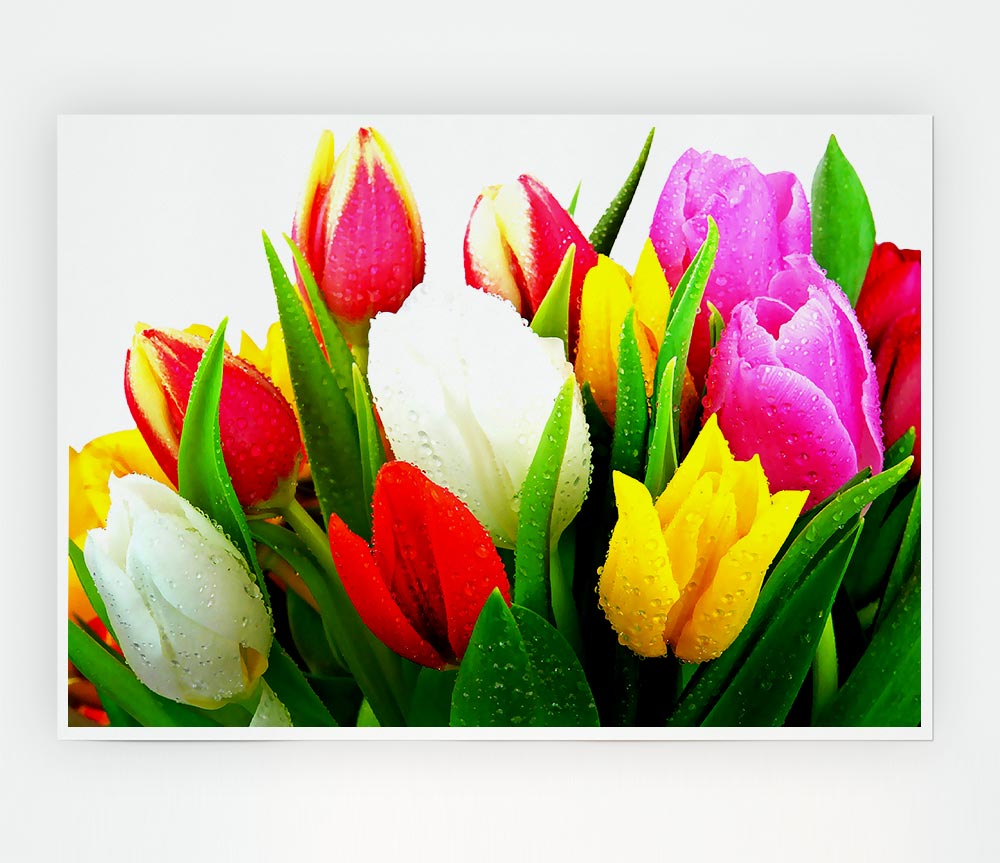 Fresh Tulips Print Poster Wall Art