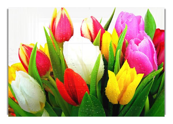 Fresh Tulips