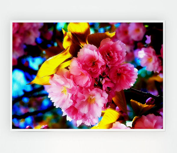 Beautiful Cherry Blossom Bunch Print Poster Wall Art