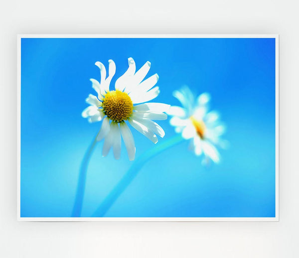 Duo Daisy Skies Print Poster Wall Art