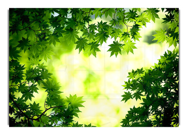 Green Maple Leaves