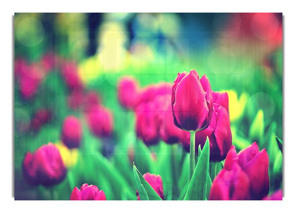 Tulips Garden