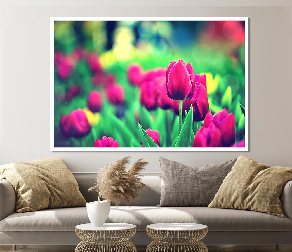 Cerise Tulip Garden Print Poster Wall Art