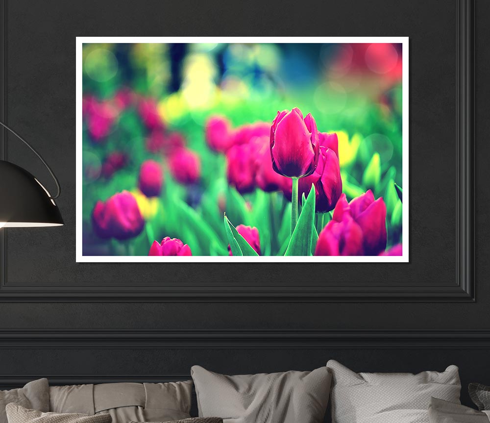 Cerise Tulip Garden Print Poster Wall Art