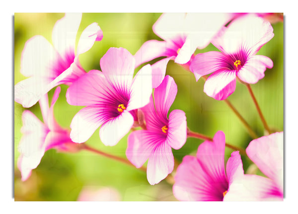 Purple Verbena