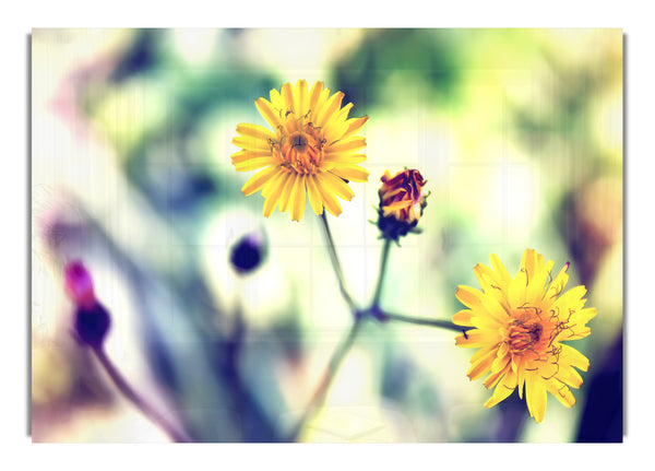 Yellow Spring Daisy