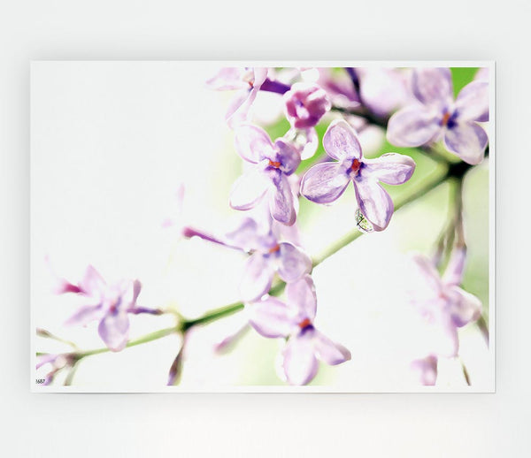 Lilac Flowers Print Poster Wall Art