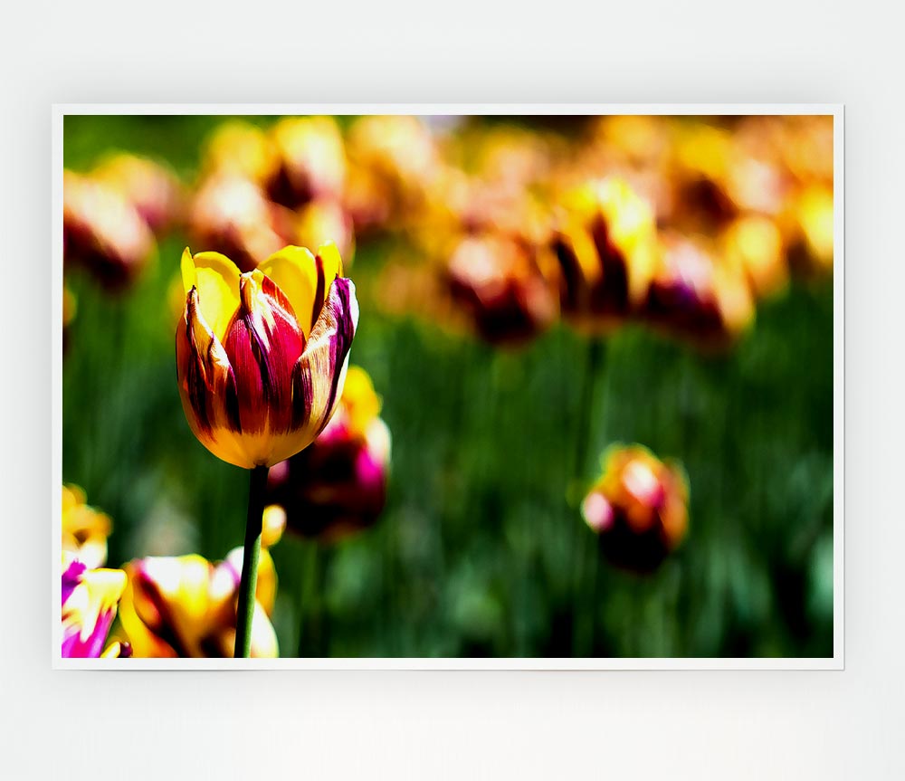 Botanical Garden Tulips Print Poster Wall Art