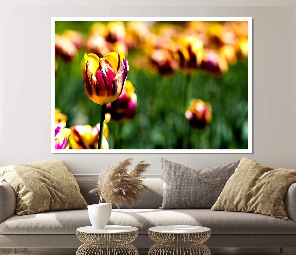 Botanical Garden Tulips Print Poster Wall Art