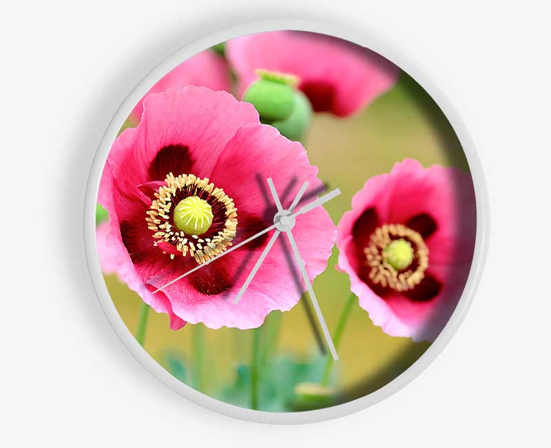 Pink Poppies In Bloom Clock - Wallart-Direct UK