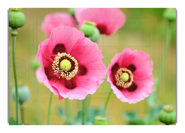 Poppies Flowers