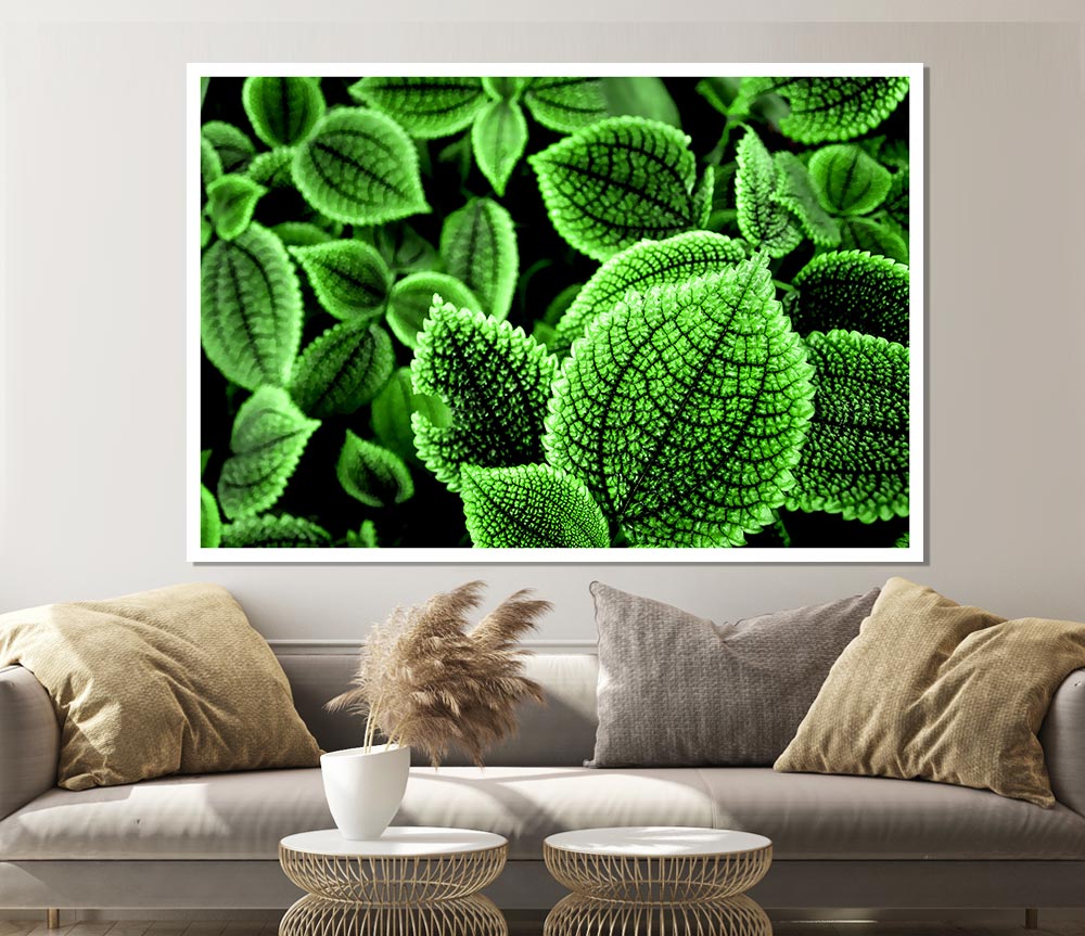 Beautiful Green Leaves Print Poster Wall Art