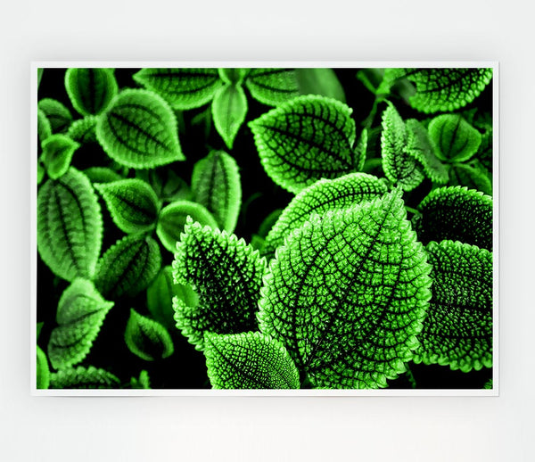 Beautiful Green Leaves Print Poster Wall Art