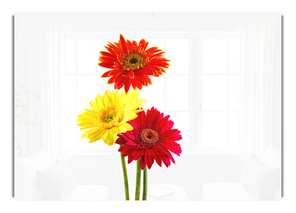 Gerbera Trio