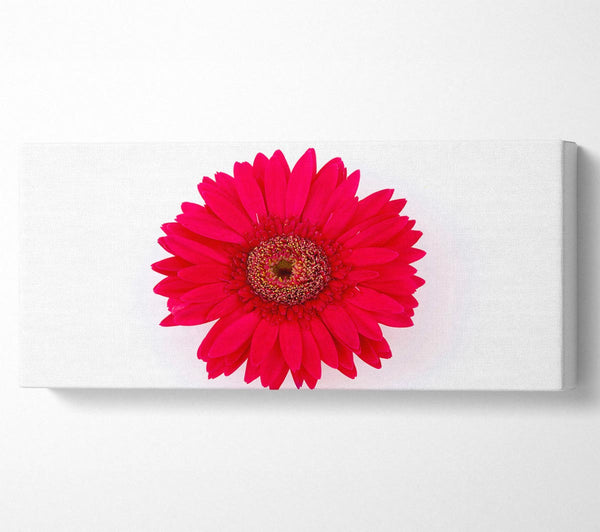 Cerise Gerbera