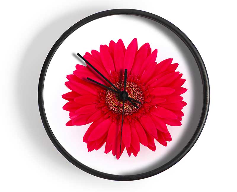 Cerise Gerbera Clock - Wallart-Direct UK