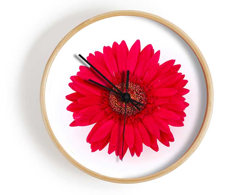 Cerise Gerbera Clock - Wallart-Direct UK