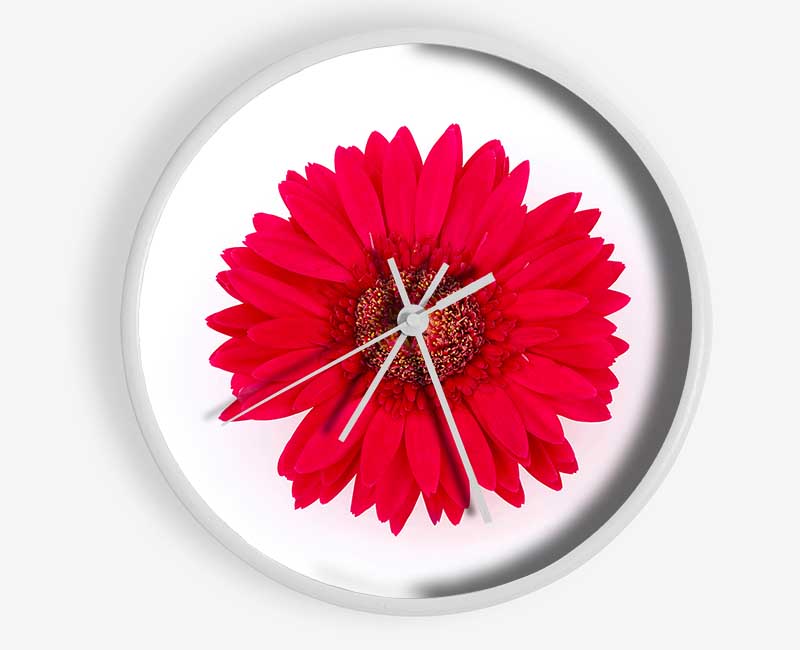 Cerise Gerbera Clock - Wallart-Direct UK