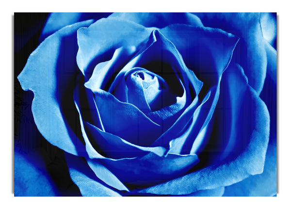 Blue Rose Petals