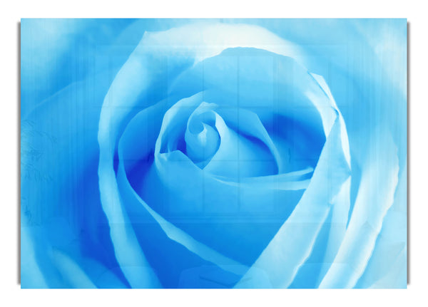 Baby Blue Rose