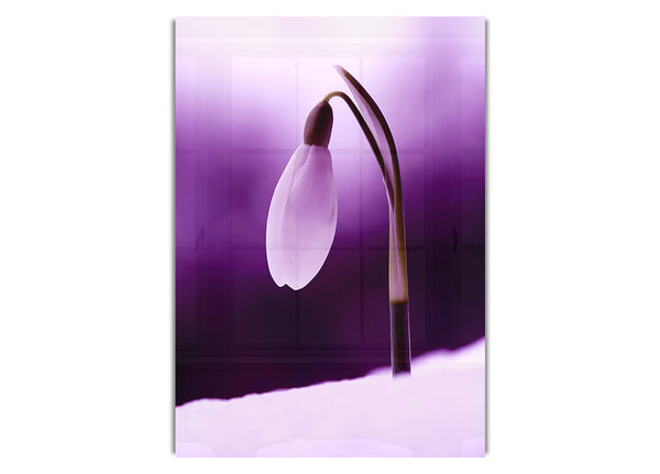 Purple Snow Drop