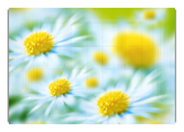 Soft Hue Of White Daisies