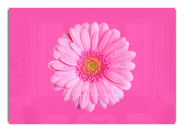 Baby Pink On Pink Gerbera