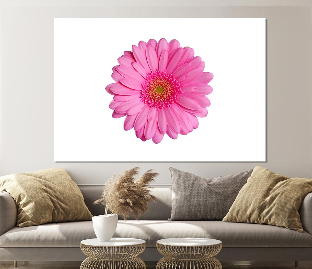 Baby Pink Gerbera Petals Print Poster Wall Art