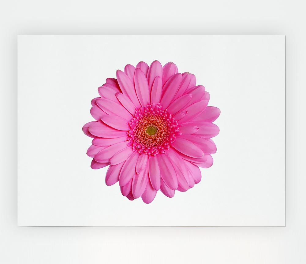 Baby Pink Gerbera Petals Print Poster Wall Art