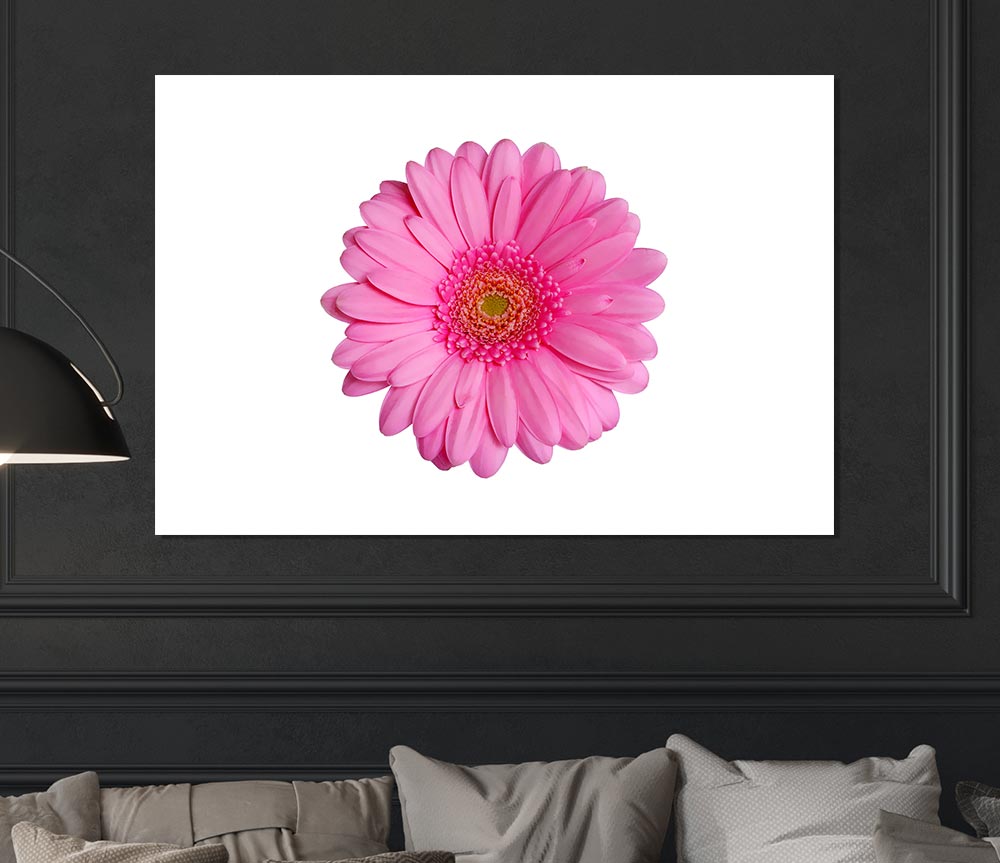 Baby Pink Gerbera Petals Print Poster Wall Art